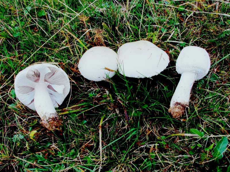 un MIX   per gli appassionati del Genere Agaricus